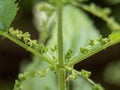 Urtica green stem with stinging hairs close up view