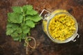 Urtica stinging nettle rice on a grunge background a source for traditional medicine, food, tea, and textile raw material