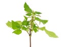 Small nettle isolated on white background, Urtica urens