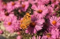 The Urticaria butterfly sits on a pink Aster in a flower bed.