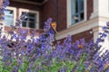 The Urticaria Butterfly Sits On Purple Flowers Nepeta ÃÂ¡ataria Against The Blurred Background Of A Private Red Brick House