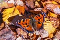 Urticaria - day butterfly from the family of Nymphalids lat. Aglais urticae. Butterfly on the background of fallen autumn birch Royalty Free Stock Photo