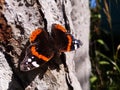 Urticaria sits on a tree butterfly, summer.