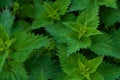 Urtice Medicinal green leaves full screen background with details