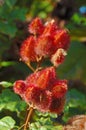 Urucum Royalty Free Stock Photo