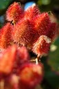 Urucum Royalty Free Stock Photo