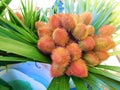 Urucum flower in the market