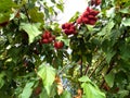 Urucum is a plant whose seeds are used to make an orange dye and to produce a condiment widely used in Brazilian cuisine