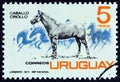 URUGUAY - CIRCA 1971: A stamp printed in Uruguay shows Criollo horse, circa 1971.