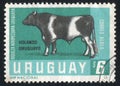 Holstein Bull