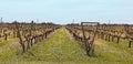 Uruguayan vineyards Royalty Free Stock Photo