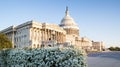 Washington DC US Capitol Building Spring Bloom Spirea Royalty Free Stock Photo
