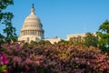 US Capitol building in the background of a bush of flowers in Washington, D.C., Maryland, USA Royalty Free Stock Photo