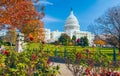 US Capitol building framed by roses and trees.Washington DC.USA Royalty Free Stock Photo