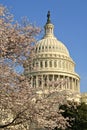 US capitol cherry blossoms Royalty Free Stock Photo
