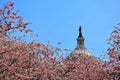 US Capitol Hill in cherry bloom Royalty Free Stock Photo
