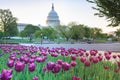 US Capitol and Purple Tulips Washington DC