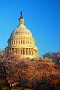 Cherry Blossons in Washington Royalty Free Stock Photo