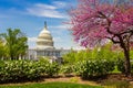 The US Capitol on a sunny spring day with cherry blossoms, Washington DC Royalty Free Stock Photo