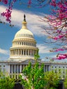 The US Capitol on a sunny spring day with cherry blossoms, Washington DC Royalty Free Stock Photo