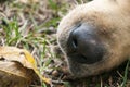 Us dog labrador close up. Lying on the grass