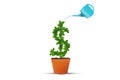 US Dollar Money Plant Symbol