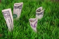US dollars banknotes growing in green grass
