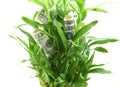 US dollars in green plant leaves, concept of getting dividends or returns from your money, invest it for better future Royalty Free Stock Photo