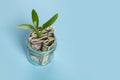 US dollas with growing up green plant on blue background. Profit, income and earnings concept Royalty Free Stock Photo