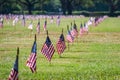 Us flags in a veterans cemetery on Veterans day