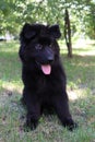 Black German Shepherd Dog Puppy In Green Grass
