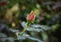 A Single Rosebud for my Mother--Love You More! Royalty Free Stock Photo