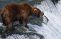 USA Alaska Katmai National Park Brown Bear catching Salmon in river side view Royalty Free Stock Photo