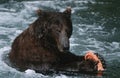 USA Alaska Katmai National Park Brown Bear feeding on salmon in river