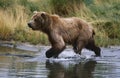 USA Alaska Katmai National Park Brown Bear running across water side view Royalty Free Stock Photo