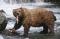 USA Alaska Katmai National Park Brown Bears eating Salmon river side view Royalty Free Stock Photo