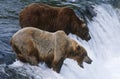 USA Alaska Katmai National Park two Brown Bears standing in river above waterfall