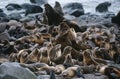 USA Alaska St. Paul Island colony of Northern Fur Seals on rocky shore Royalty Free Stock Photo