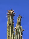 USA, Arizona: Budding, Blooming Saguaro Cactus