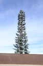 USA, Arizona/Flagstaff Area: Disguised Transmission Tower Royalty Free Stock Photo