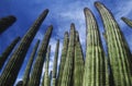 USA Arizona Organ Pipe Cactus against sky low angle view