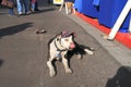 USA, AZ: American Bulldog with New Vizor