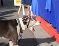 Tempe, Arizona: Festival of the Arts:American Yawning Bulldog with New Cap