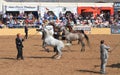 USA, AZ: Arabian Horse Show - Finding The Winner Royalty Free Stock Photo