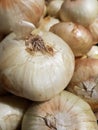 Large white onions piled up in a local grocers