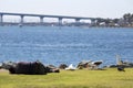 USA - California - San Diego - embarcadero marina park and Coronado Bridge panorama