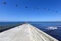 USA - California - San Diego Ocean beach pier a pelican migration Royalty Free Stock Photo