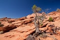 USA - coyote buttes - the wave formation Royalty Free Stock Photo