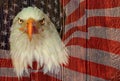 USA eagle with american flag and wooden texture