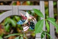 USA flag pinwheel Royalty Free Stock Photo